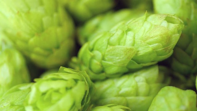 High quality video of rotating hops in 4K