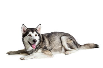 Alaskan Malamute sitting in front of white background