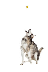 Alaskan Malamute sitting in front of white background