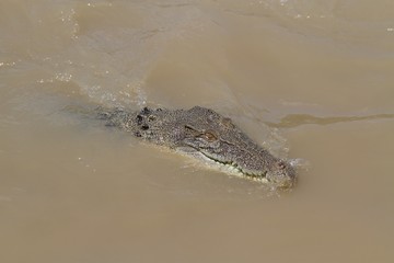 Salt Water Crocodile in the Adelaide River