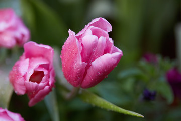 The beautiful Tulip flowers.