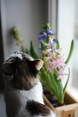 White cat with blue eyes and delicate spring hyacinth flowers in a wooden box on a window sill. Pink, blue color