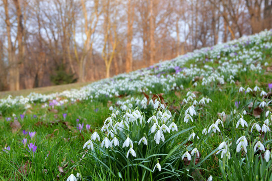 Schneegl&ouml;ckchen Galanthus Wiese mit Krokussen im Park