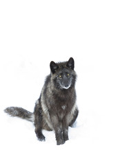 Naklejka premium Black wolf isolated on a white background sitting in the winter snow in Canada