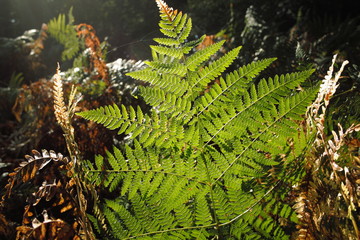 Fern leaf from autumn
