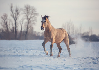 Buckskin stallion runs on snow in winter