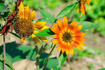 The Super beautiful tree top of Sunflower Leaf.