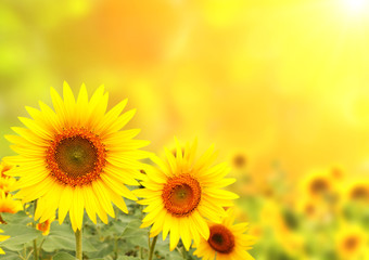 Obraz na płótnie Canvas Sunflowers on blurred sunny background