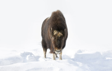 Muskox Ovibos moschatus isolated on white background standing with its brown coat flowing in the winter snow winds in Canada