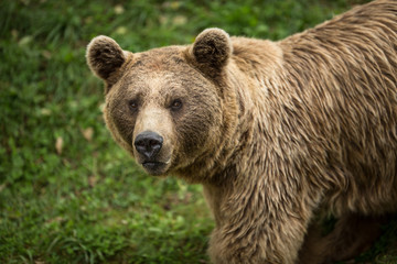 Fototapeta premium Brown bear (Ursus arctos)