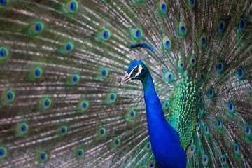 Fototapeta premium Splendid peacock with feathers out (Pavo cristatus) (shallow DOF; color toned image)