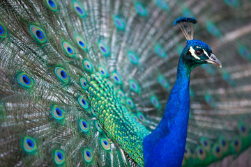Splendid peacock with feathers out (Pavo cristatus) (shallow DOF; color toned image)
