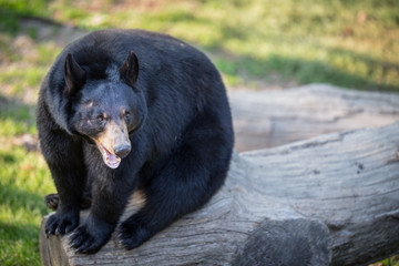 American black bear (Ursus americanus)
