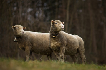 Obraz premium A flock of sheep grazes on a green field in Switzerland