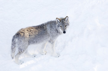 Naklejka premium Timber wolf or Grey Wolf (Canis lupus) isolated on white background walking in the winter snow in Canada