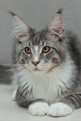 Kitten of Maine coon