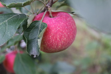 Red ripe apples on branch 20525