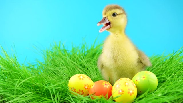 One fluffy duckling standing in grass near colorful Easter eggs, ready for chroma key
