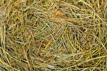 The hay background