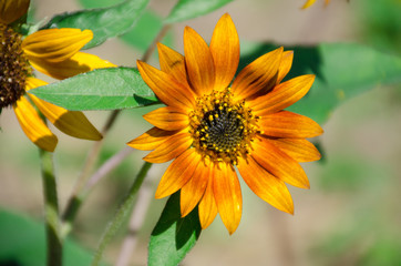 The Tree Top Of Sunflower Leaf with Happy Moment