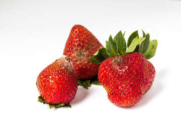 Red ripe strawberries rotten, which have a white mold, small depth of field. not isolated. No longer suitable for consumption.
