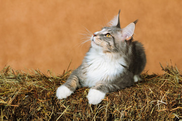 Kitten of Maine coon