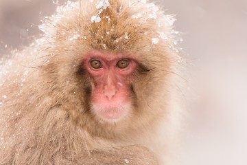 Juvenile Japanese Macaque in the snow