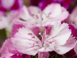 Pink and white sweet-william like spring background outdoor