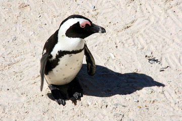 Fototapeta premium African penguins at Bolders Beach. Cape Town, South Africa