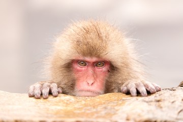 Juvenile Japanese Macaque in Nagano