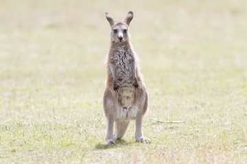 Naklejka na ściany i meble Eastern grey kangaroo