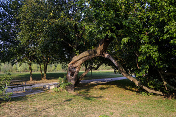 Milan (Italy): Parco Nord, a crooked tree