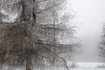 Icy tree covered with fog