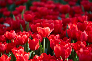 The beautiful Tulip flowers.