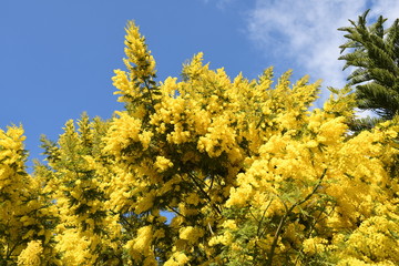 Naklejka premium Festa della donna