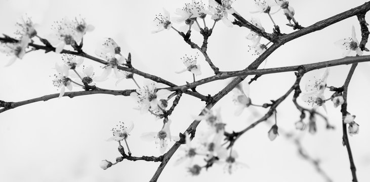 Sudden winter in spring. Fruit tree blossoms against snow background.Black and white.  Selective focus and shallow depth of field. 