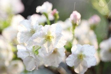 Cherry blossom , Sakura flower