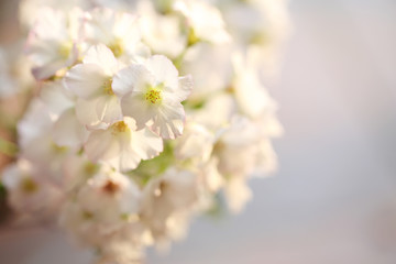 Cherry blossom , Sakura flower