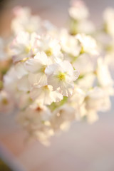 Cherry blossom , Sakura flower