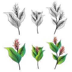 Turmeric Flower Drawn Set