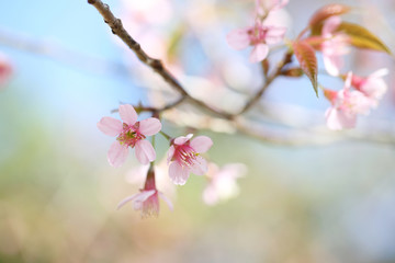 cherry blossoms , sakura flower in close up