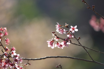 cherry blossoms , sakura flower in close up