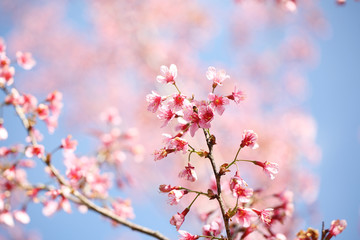 cherry blossoms , sakura flower in close up