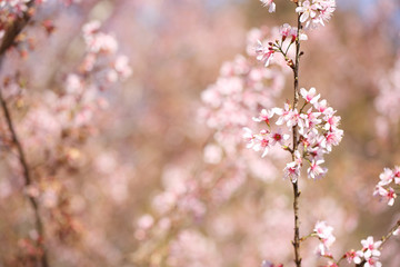 cherry blossoms , sakura flower in close up