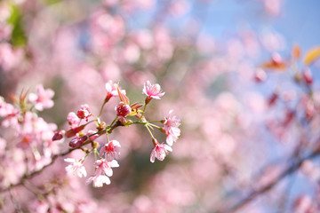 cherry blossoms , sakura flower in close up