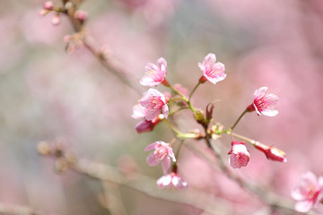 Naklejka na ściany i meble cherry blossoms , sakura flower in close up
