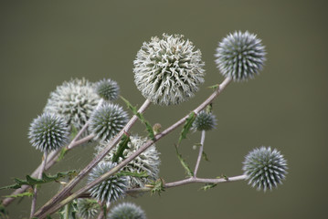 Obraz premium Kugeldistel Echinops 814