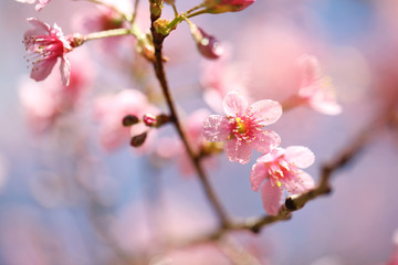 cherry blossoms , sakura flower in close up