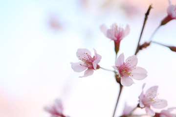 cherry blossoms , sakura flower in close up