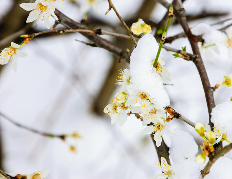 Sudden winter in spring. Fruit tree blossoms in the snow. 